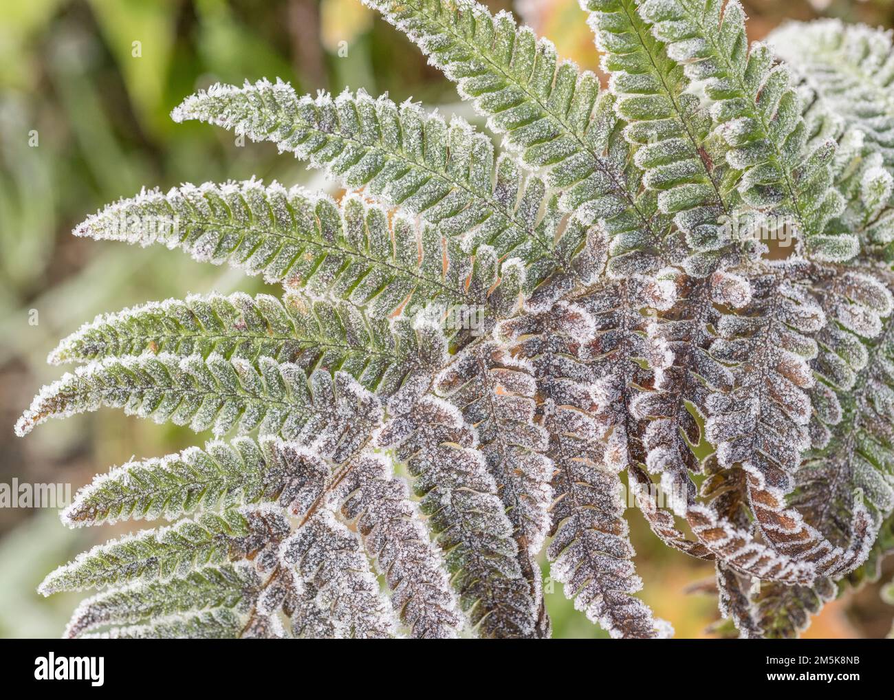 Gros plan de la fronde de fougères recouverte de gel / cristaux de glace pendant l'hiver 2022 au Royaume-Uni. Pour le temps froid au Royaume-Uni, la vie des plantes en hiver, le gel dur. Banque D'Images