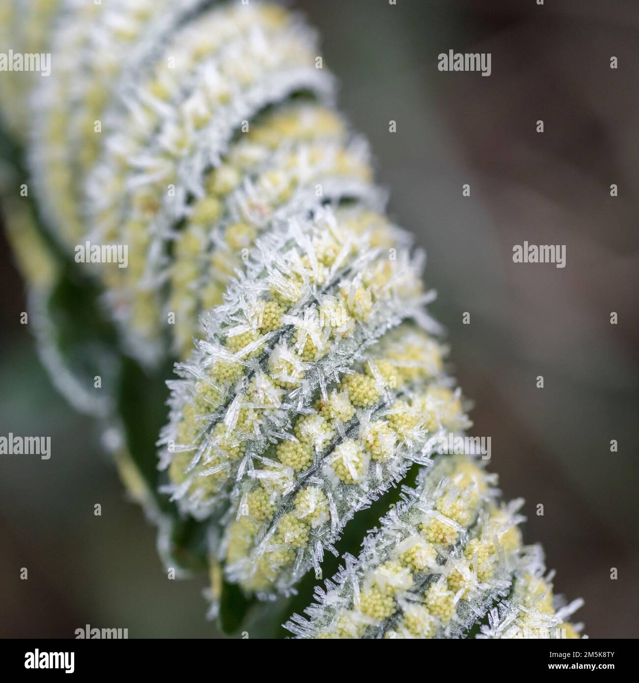 Gros plan de sori de fougères recouvert de gel / cristaux de glace pendant l'hiver 2022 au Royaume-Uni. Pour le temps froid au Royaume-Uni, la vie des plantes en hiver, le gel. Banque D'Images
