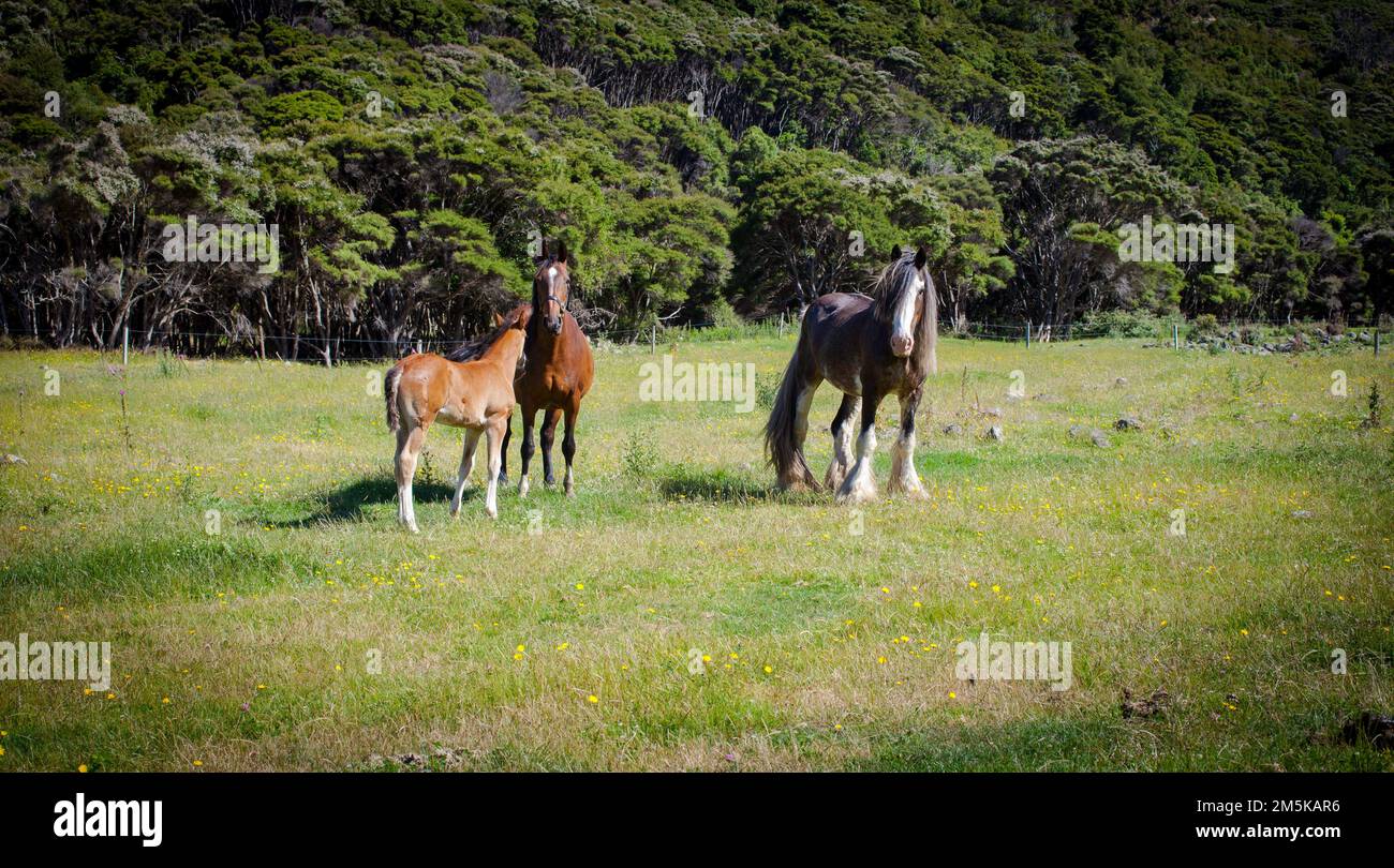 Un regard sur la vie en Nouvelle-Zélande: De beaux chevaux sur une ferme. Clydesdale et foal. Banque D'Images