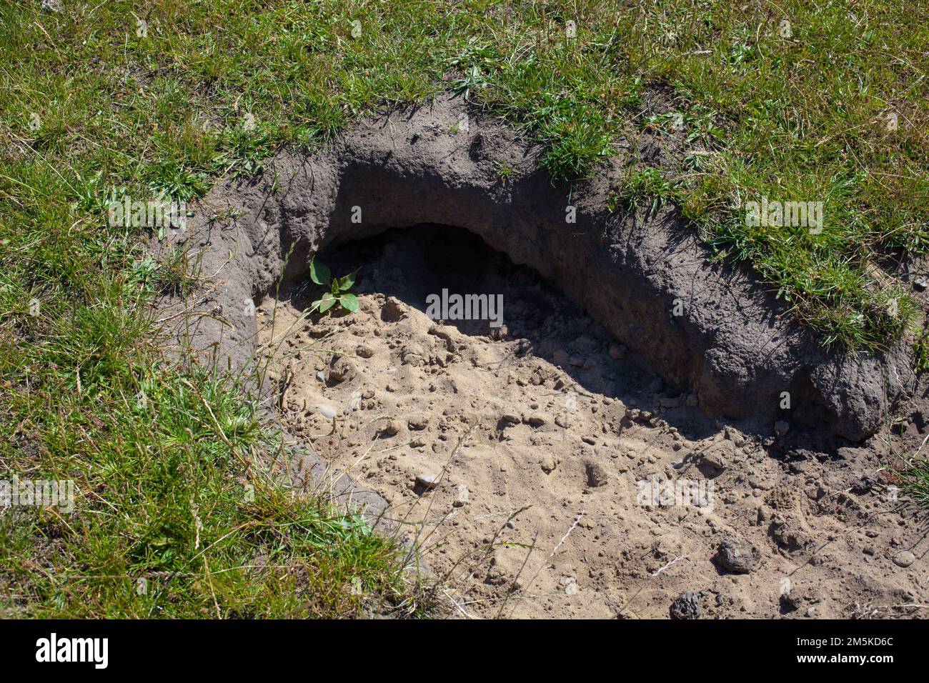 Un regard sur la vie en Nouvelle-Zélande: Le lapin s'enterrer dans un enclos. Lapin warren. Banque D'Images