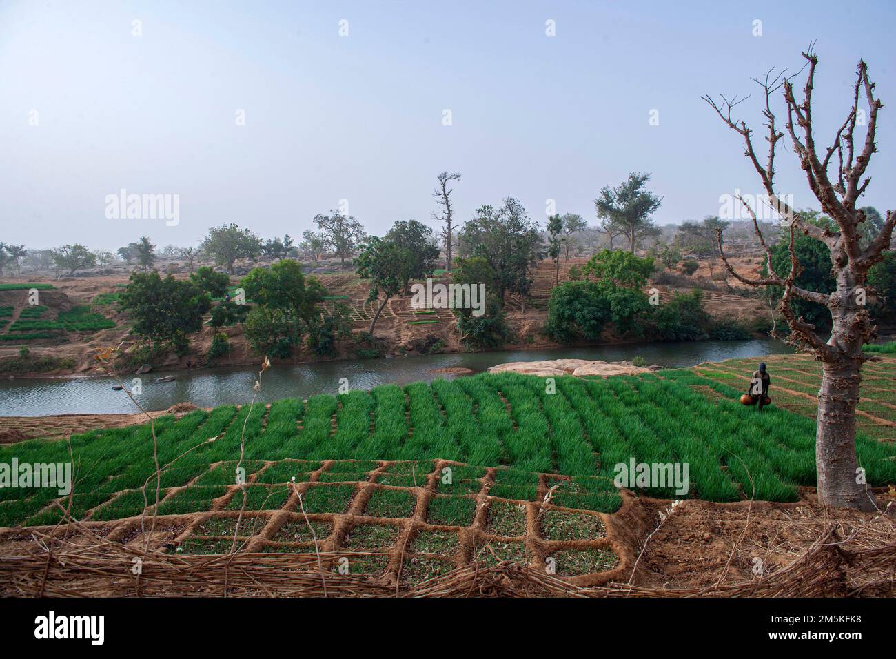 Fermier arroser les champs d'oignons luxuriants près de Bandiagara dans la région de Dogon, Mali, Afrique de l'Ouest. Banque D'Images