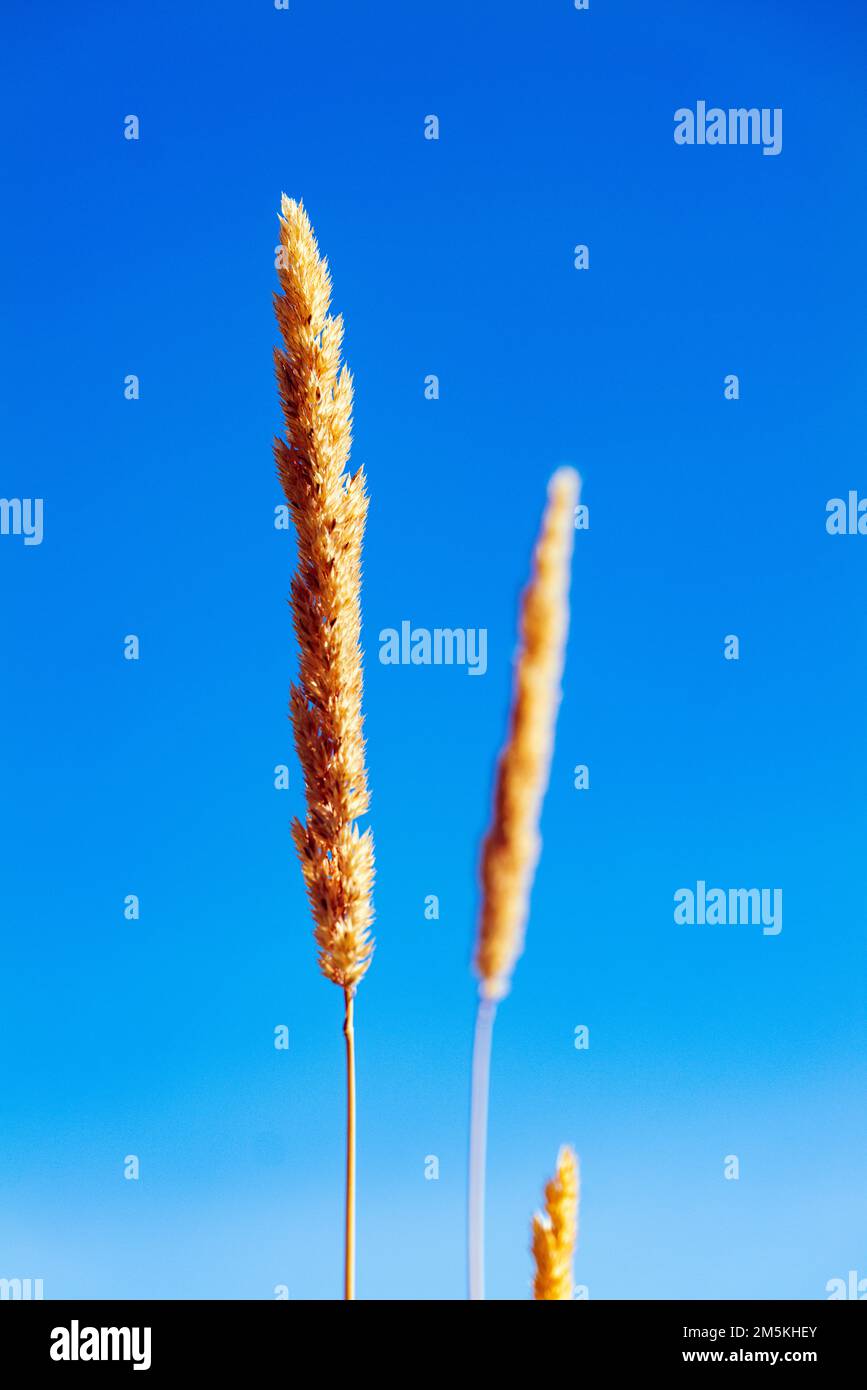 Beau blé doré mûr arbres contre ciel bleu azur; région de Palouse; Washington; Etats-Unis Banque D'Images