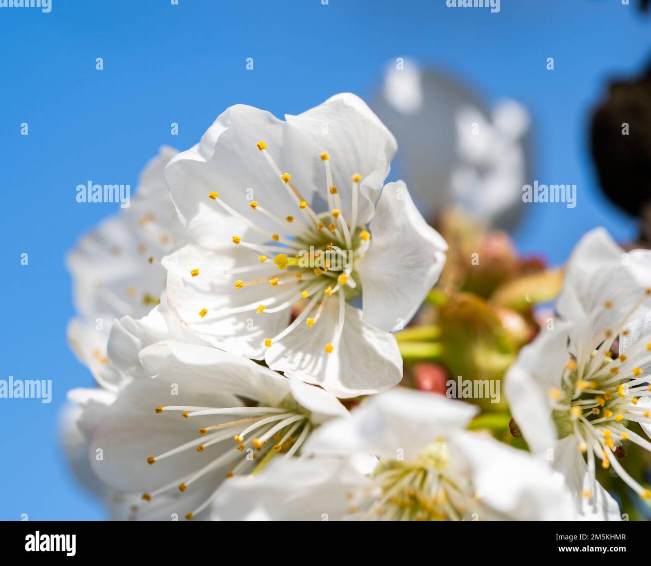 Un gros plan de fleurs de cerisier blanc avec de longs sépales capturés contre le ciel bleu Banque D'Images