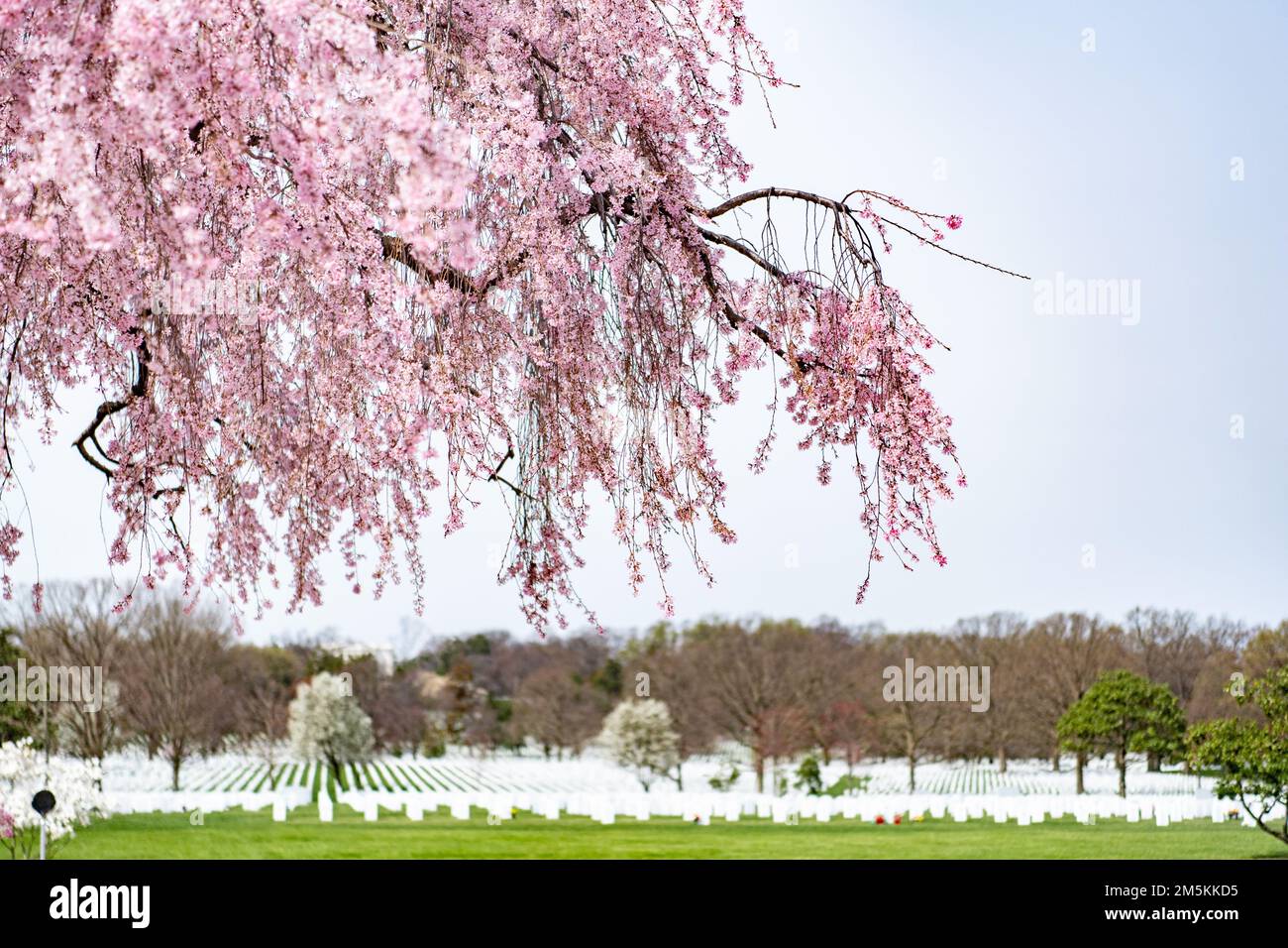 Un cerisier pleureur se blotait à l'extérieur de la cour du Columbarium au cimetière national d'Arlington, à Arlington, en Virginie, à 22 mars 2022. Banque D'Images