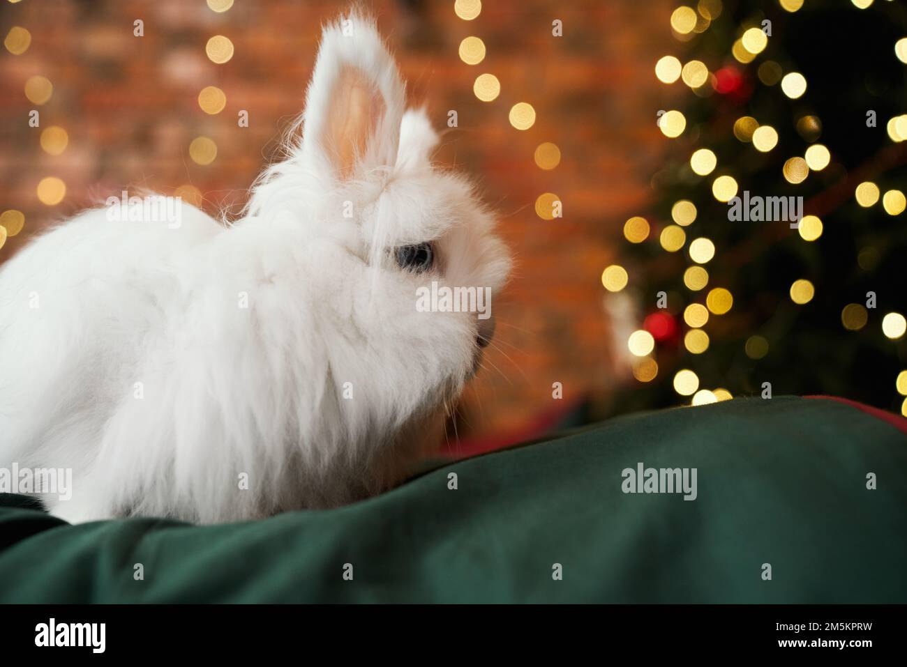 Vue latérale de l'animal, symbole de la nouvelle année posant, ayant photoshoot à l'intérieur. Blanc, lapin en fourrure assis, regardant l'arbre de noël décoré. Concept de nouvel an et de vacances. Banque D'Images