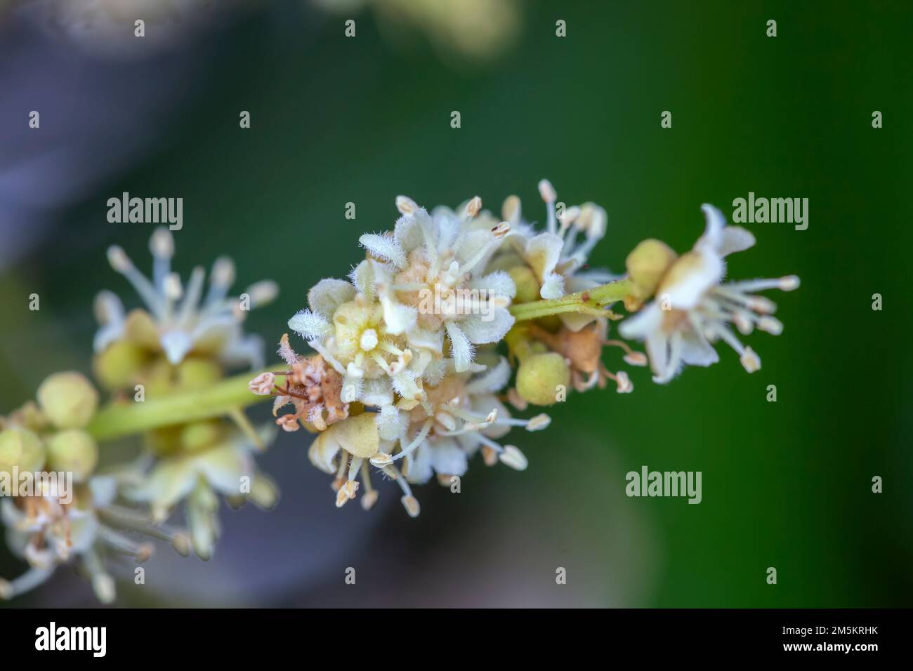 Photo macro d'une plante fruitière de longue Dmocarpus en fleurs. Banque D'Images