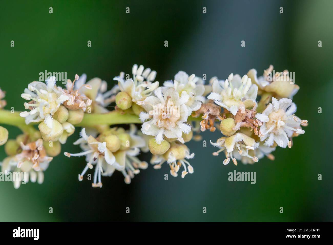 Photo macro d'une plante fruitière de longue Dmocarpus en fleurs. Banque D'Images