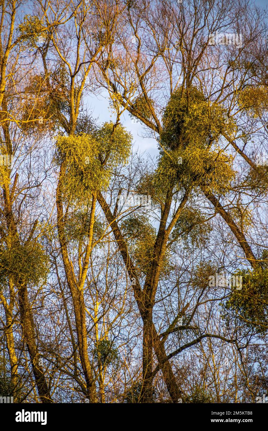 Arbre avec beaucoup de GUI Sunshine et le ciel bleu Banque D'Images