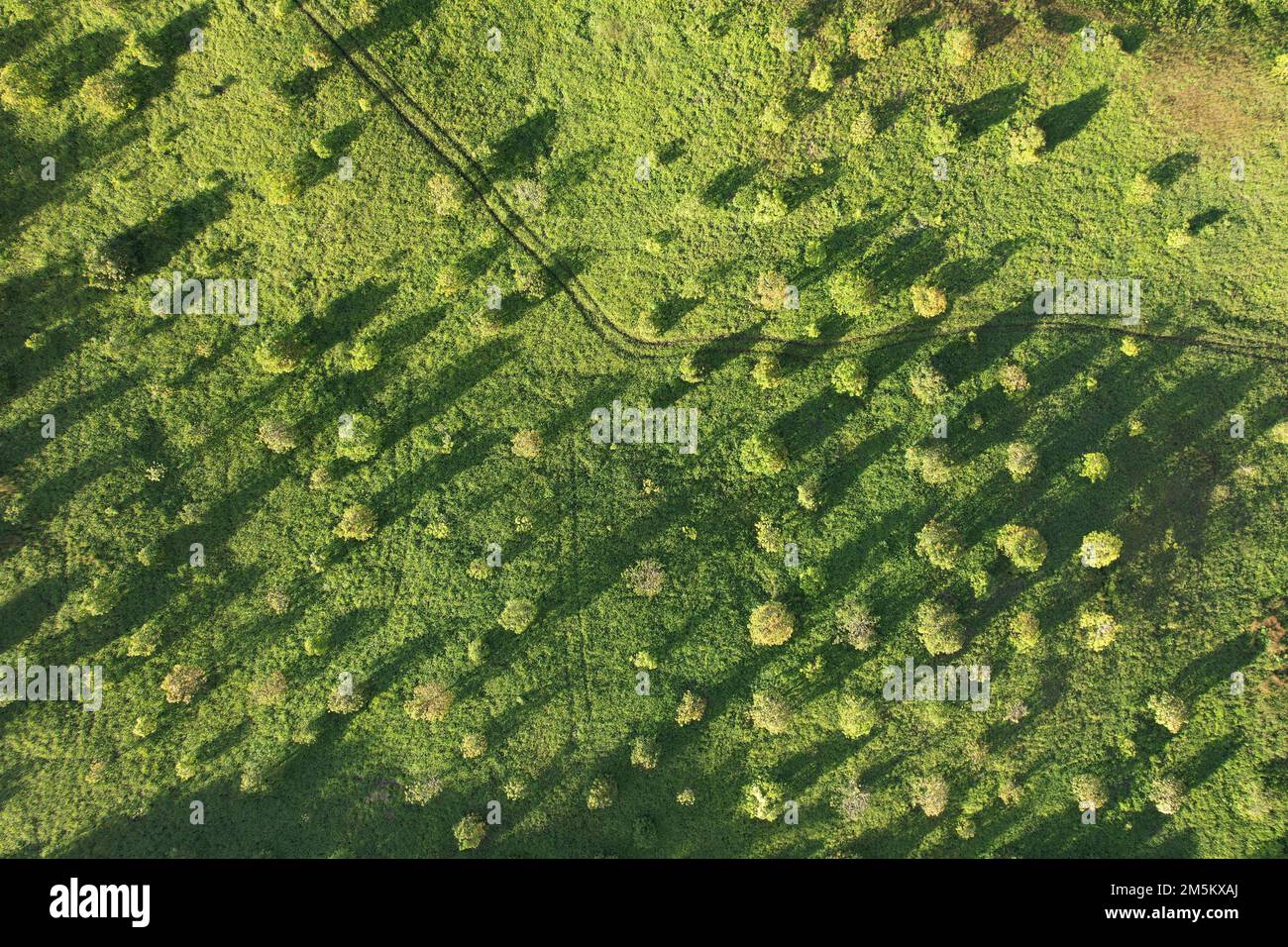 Motif de champ vert avec vue aérienne de drone de jeunes arbres Banque D'Images