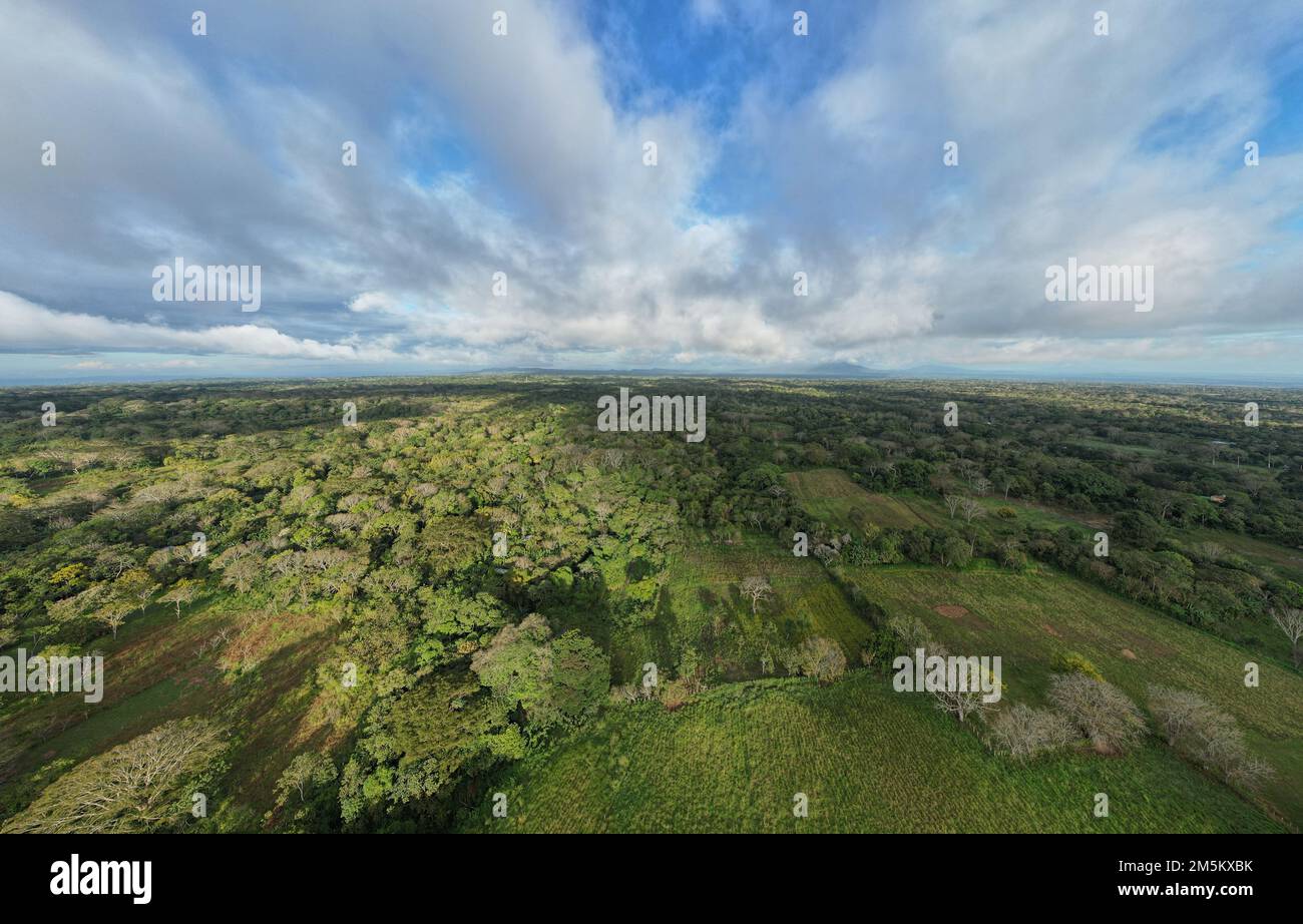 Vert jungle paysage fond vue aérienne drone Banque D'Images