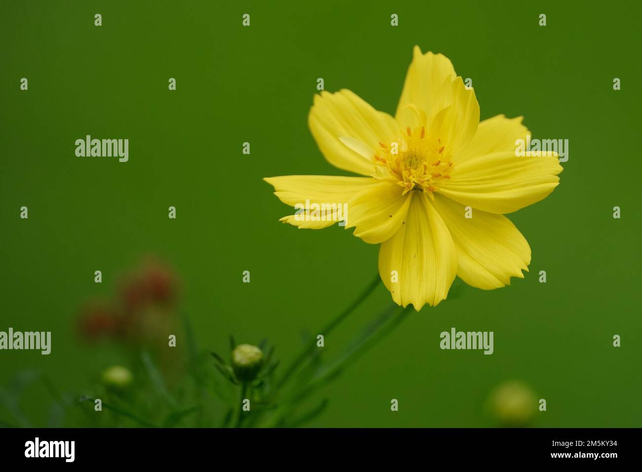 Gros plan d'une belle fleur jaune cosmos sulfureus avec fond flou, fleurs jaune cosmos sur fond naturel, fleur jaune Cosmos Banque D'Images