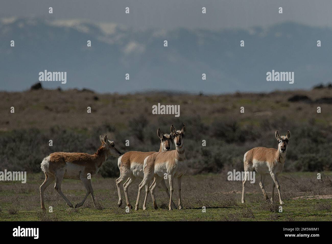 Le long de l'Orchard combat Training Center Range Road migrant antilope observer le trafic passer. Après avoir rendu leurs chars opérationnels, les membres du bataillon d'armes combinées des gardes nationaux de l'armée de l'Idaho 2-116th des compagnies A et B quittent la ZONE de cantonnement DES COPAINS pour se diriger vers les gammes qui leur sont attribuées. Le bataillon d'armes combinées 2-116th de la Garde nationale de l'Armée de l'Idaho était sur le terrain au Centre d'entraînement au combat Orchard dans les derniers jours de mars. Les soldats de l'ACR 2-166th en sont aux dernières phases de préparation pour un déploiement à venir à l'appui de l'opération Spartan Shield. Banque D'Images