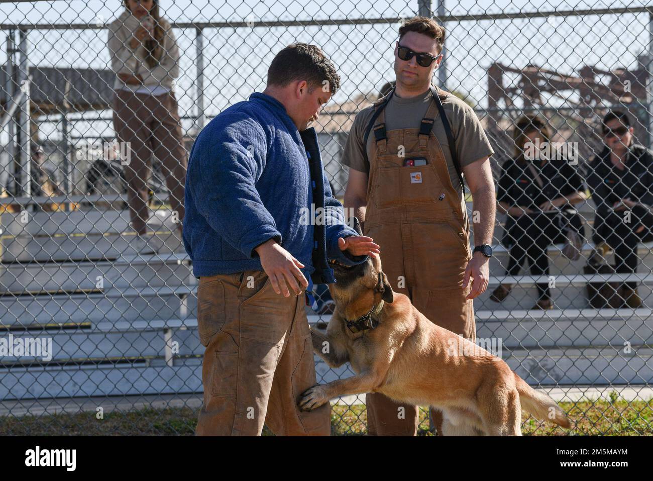 Les chiens de travail et les manutentionnaires militaires de l'escadron 802nd des forces de sécurité pratiquent le Bite Work 25 mars 2022. La SFS de 802nd protège la base commune de San Antonio-Lackland, Texas. Banque D'Images