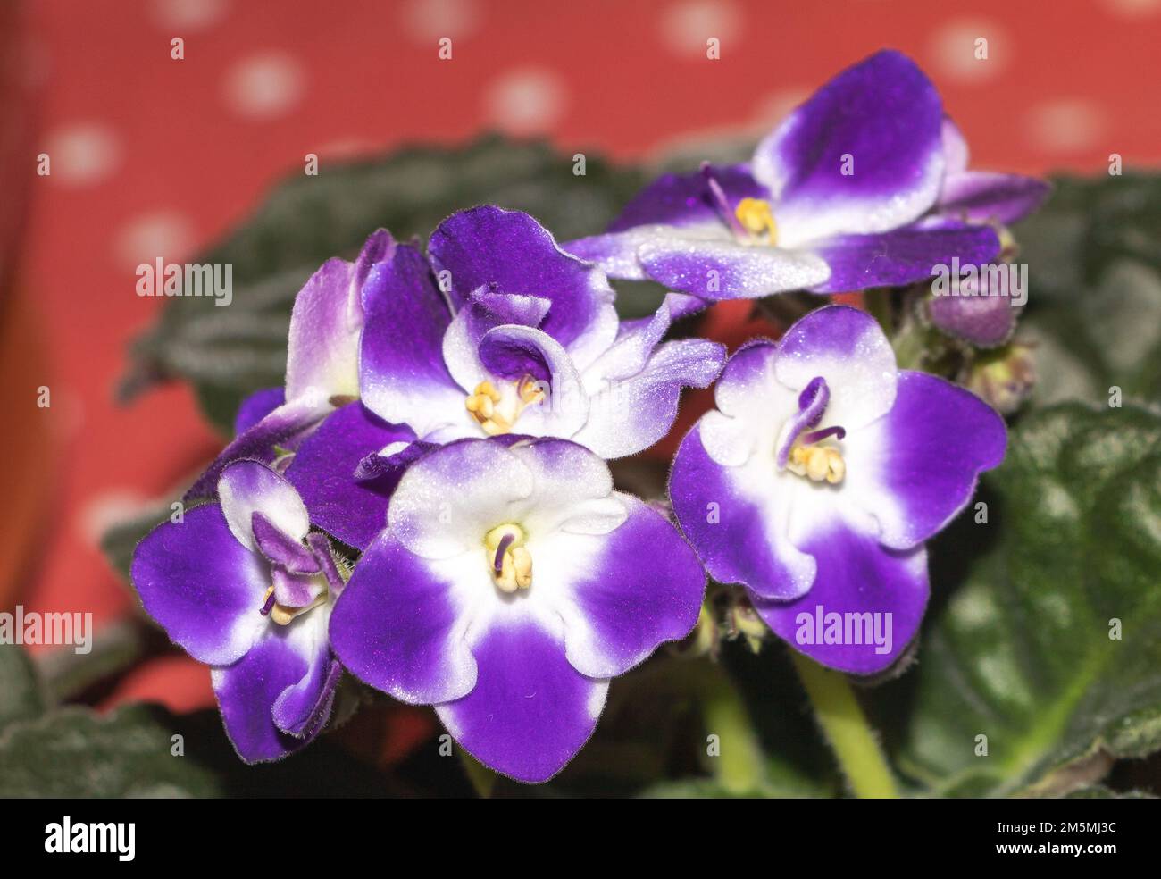 Violet africain violet en gros plan : une étude en beauté et en détail Banque D'Images