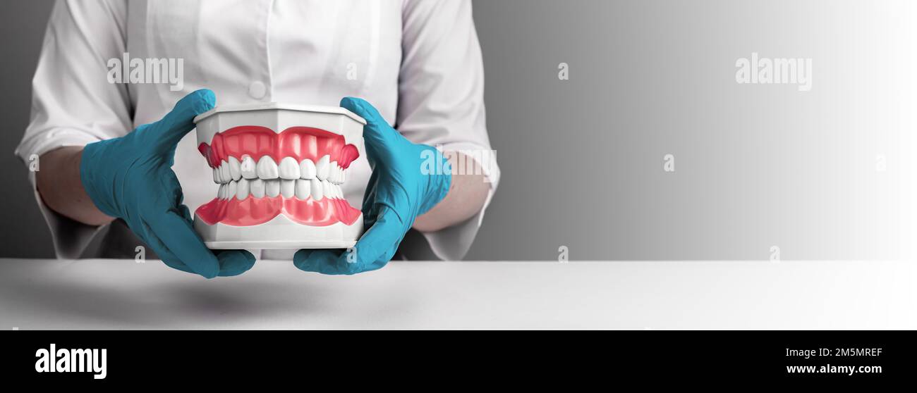 Dentiste avec un modèle de dents saines et propres. Bannière ADS, arrière-plan pour la dentisterie, soins de santé. Photo de haute qualité Banque D'Images