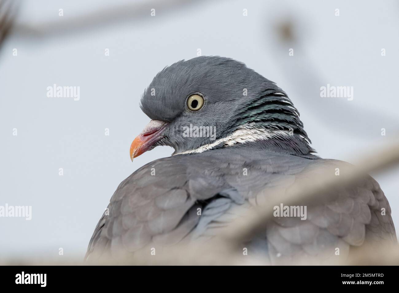 Gros plan, pigeon en bois commun, Columba Palumbus, Ivars d'Urgell, Catalogne, Espagne Banque D'Images