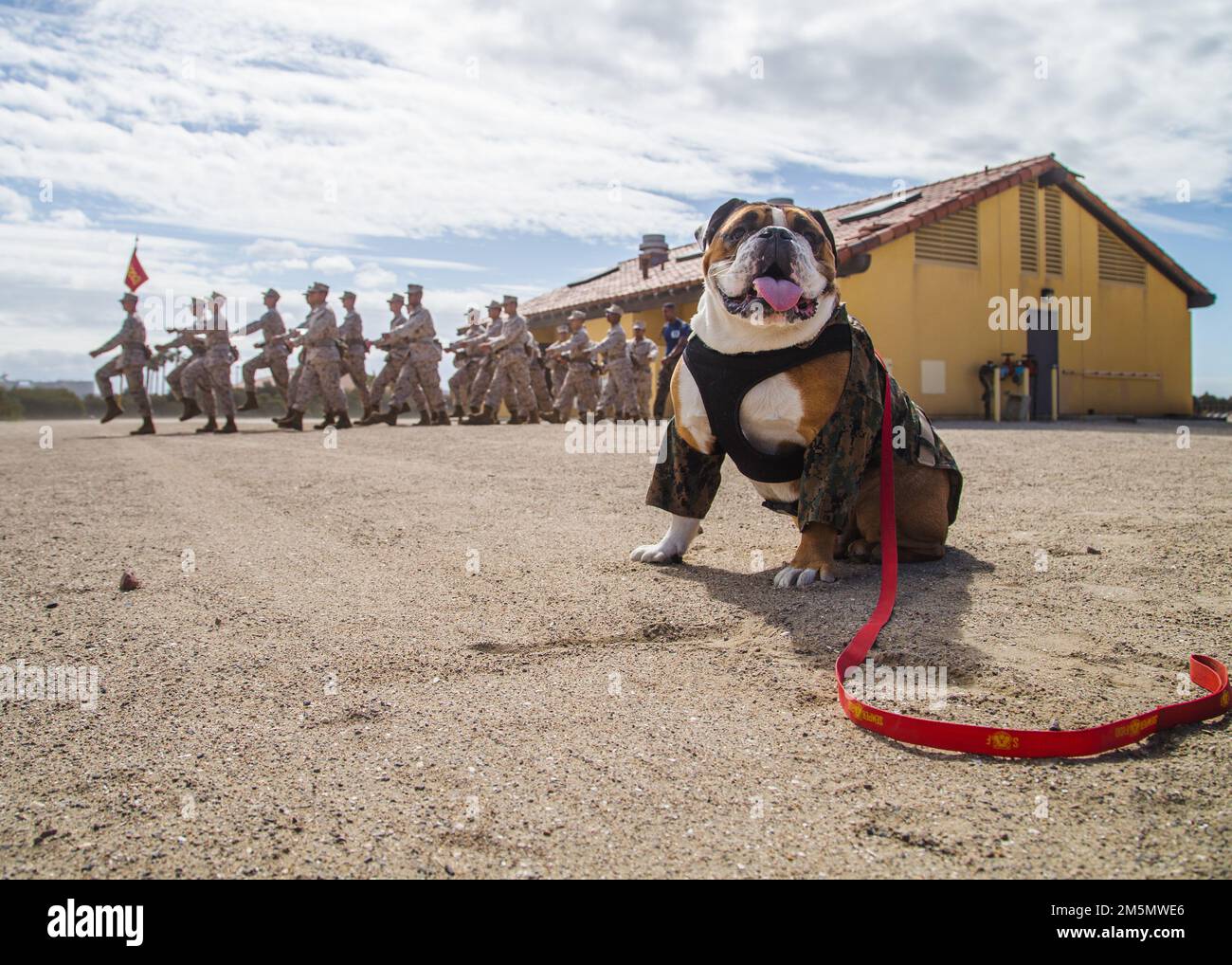 ÉTATS-UNIS Corps maritime le Cpl. Manny, la mascotte du Marine corps Recruit Depot (MCRD) de San Diego, supervise les terrains d'entraînement du MCRD, en mars. 28, 2022. Manny a visité le dépôt pour accueillir l'équipe diversifiée de personnel de la base qui s'assure que la formation des recrues est menée de manière sécuritaire et efficace. Manny porte le nom du Sgt Johnny R. Manuelito, l’un des « 29 premiers » Navajo Code Talkers. Banque D'Images