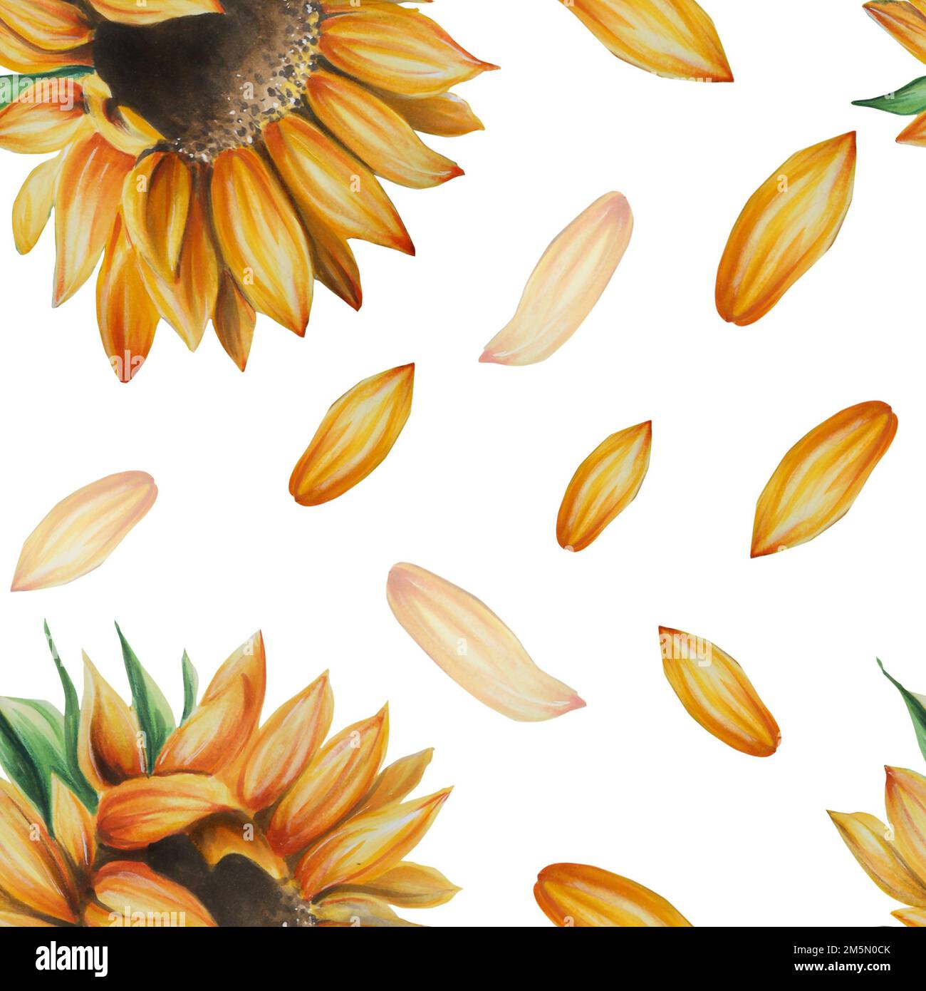 Motif tournesol aquarelle sans couture. Clipart tracé à la main isolé sur l'arrière-plan. Imprimé automnal des fêtes. Pour l'invitation de mariage, textile, scrapbooking Banque D'Images