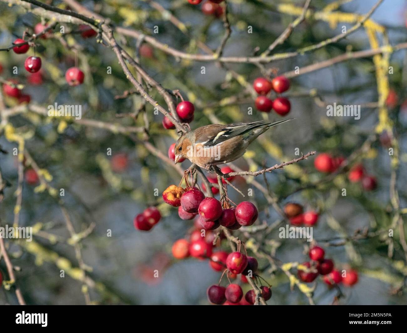 Cheffin Fringilla coelebs se nourrissant de graines dans la pomme de crabe hiver Banque D'Images