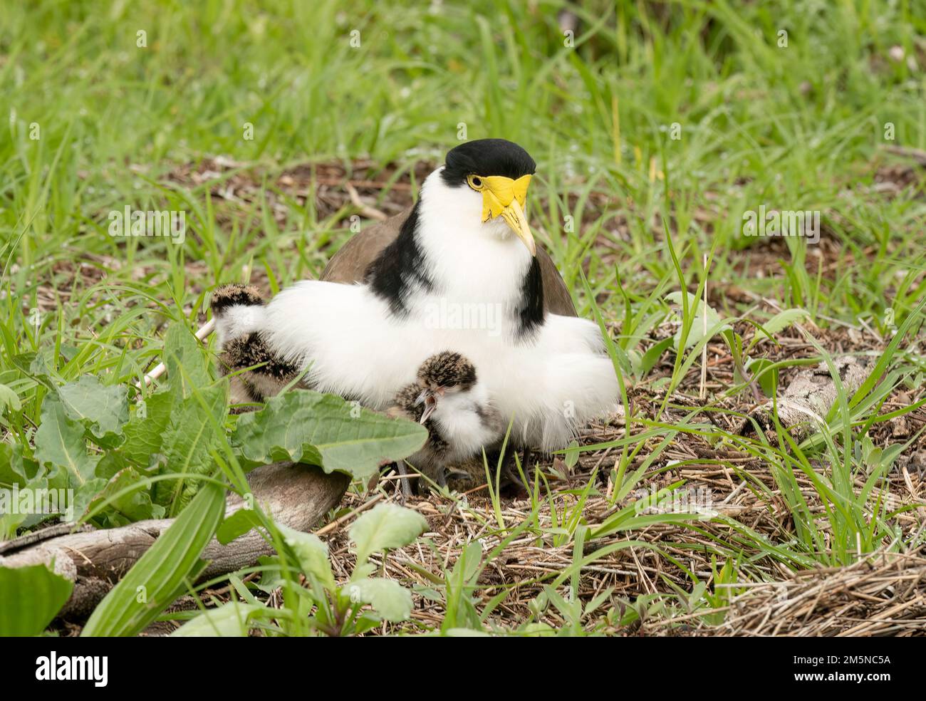 lapwing masqué (pluvier) assis sur son nid tout en observant ses jeunes poussins. Banque D'Images