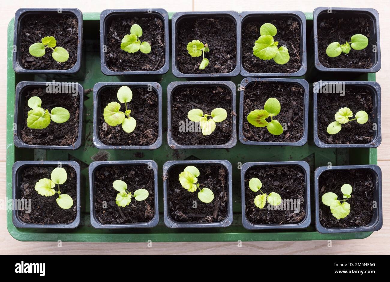 Un plateau de plantules de géranium ou de pélargonium, variété Cabaret mixte, en pots en plastique Banque D'Images