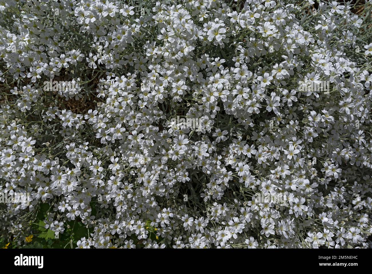 Hornmose florale (Cerastium tomentosum), Bavière, Allemagne Banque D'Images