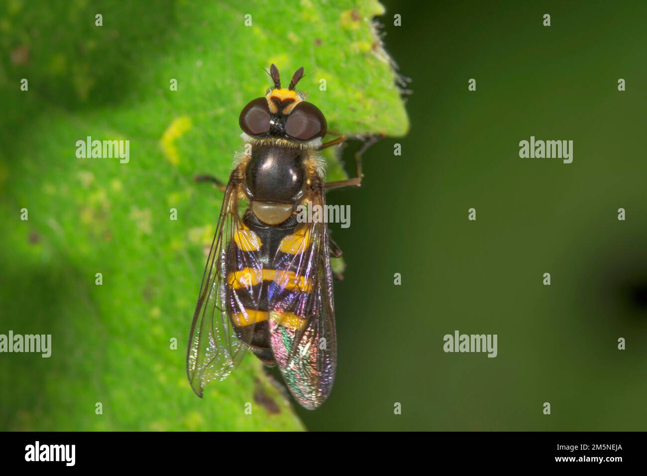 Petite planque (Syrphus vitripennis) femelle sur une feuille, Bade-Wurtemberg, Allemagne Banque D'Images