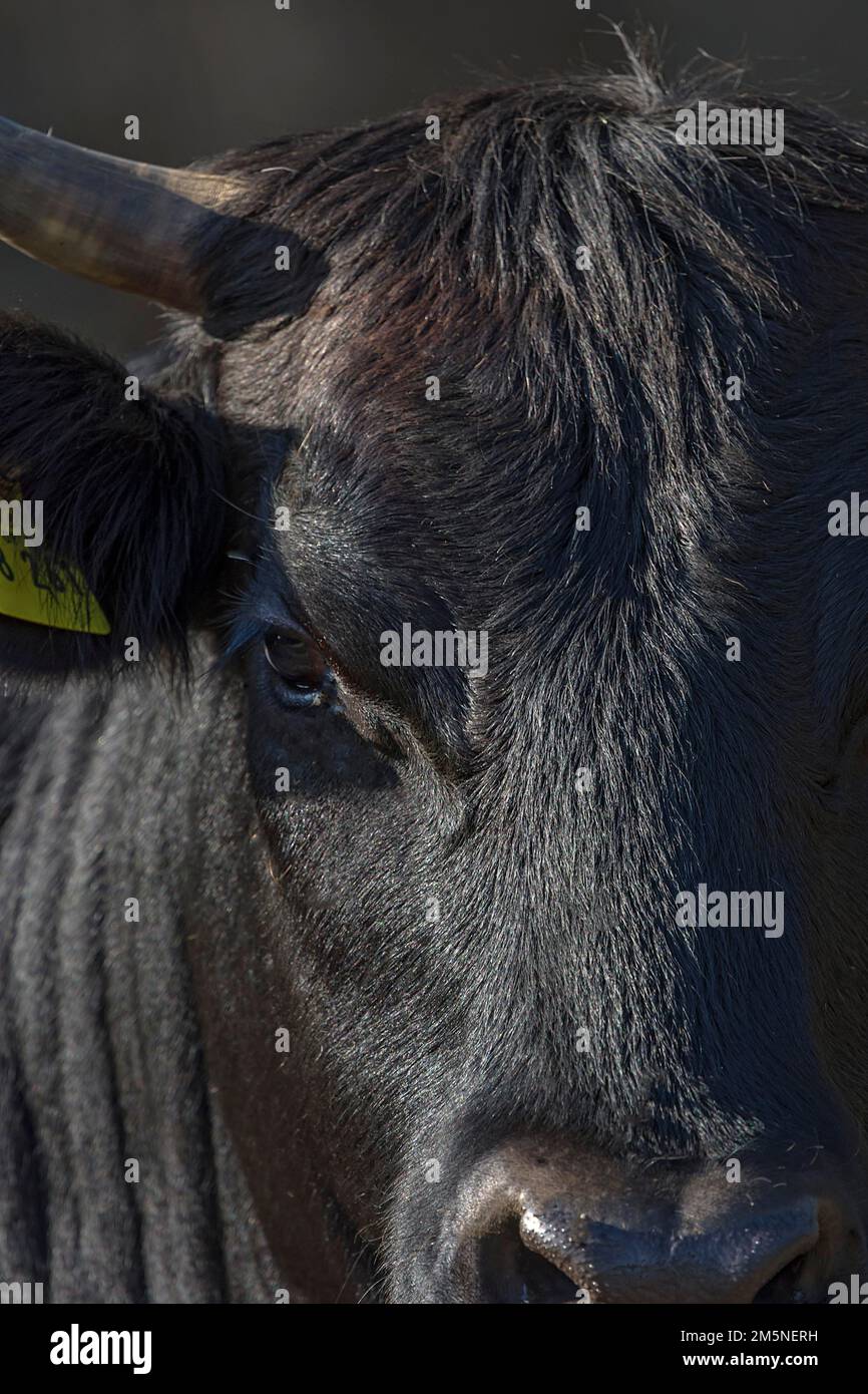 Portrait d'une vache noire, Franconie, Bavière, Allemagne Banque D'Images