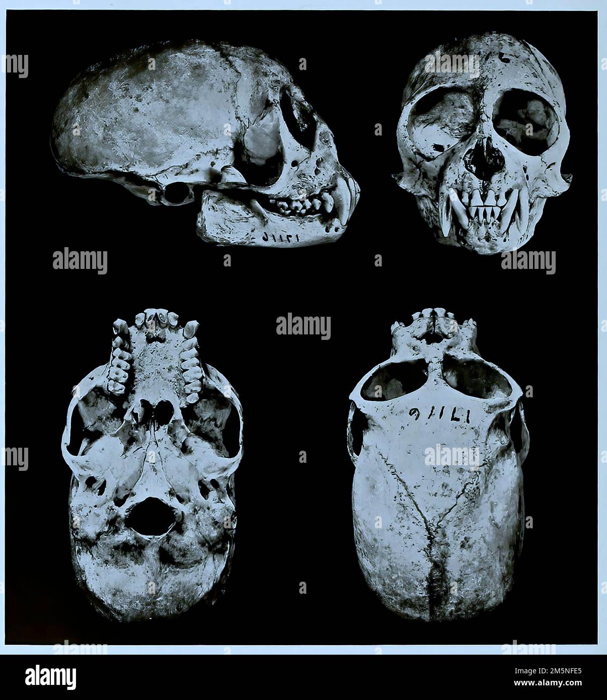 Schädelknochen, Forschung, Evolution, Forschungsstück, Mittellamerikanischer Totenkopfaffe oder Rotrücken-Totenkopfaffe, Saimiri oerstedii, Primatenart aus der Gruppe der Neuweltaffen, lisch, digital restaurierte Reprodukeiner Originalvorim 19. Jahrhundert, genaues Originaldatum nicht bekannt / Skull bone, recherche, évolution, pièce de recherche, singe écureuil d'Amérique centrale ou singe écureuil d'Amérique rouge, Saimiri oerstedii, espèces primates du groupe de singes du Nouveau monde, Historique, numériquement restauré reproduction d'un 19th siècle original, date exacte originale inconnue Banque D'Images