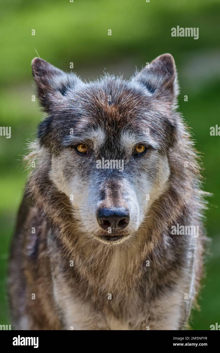 Timberwolf, Canis lupus lycaon, le loup Banque D'Images