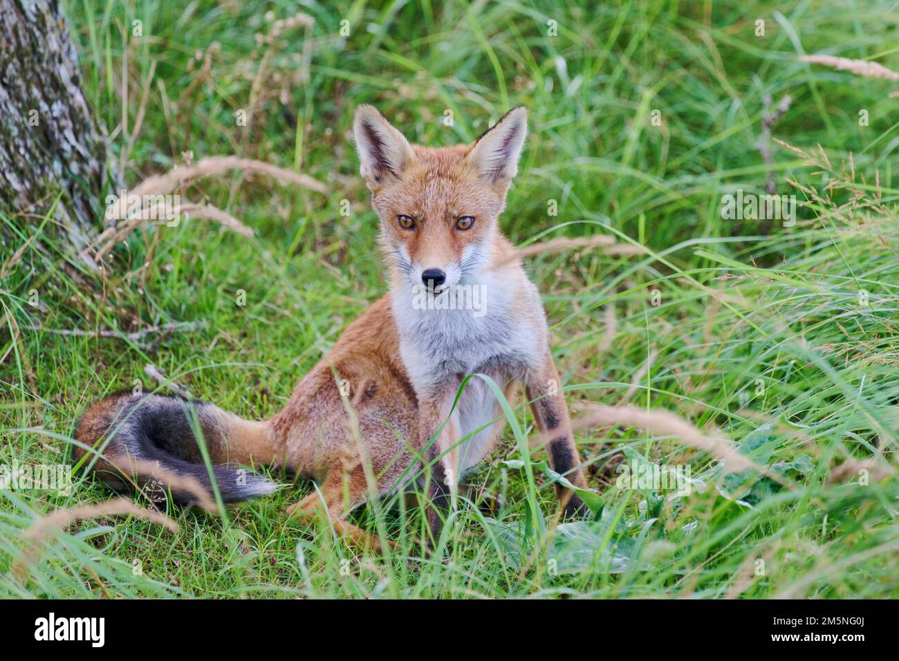 Rotfuchs, Vulpes vulpes, Red Fox Banque D'Images