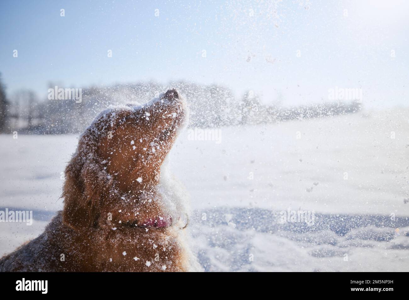 Joyeux chien en train de profiter de la neige poudreuse fraîche. Retriever de canard de la Nouvelle-Écosse dans un paysage enneigé. Banque D'Images