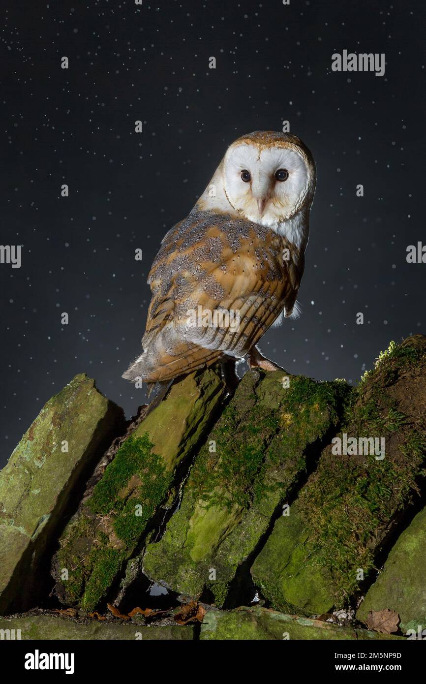 Hibou de la Grange européenne (Tyto Alba) en herbe longue avec beau rétroéclairage. Nuit nocturne chasse hibou blanc Banque D'Images