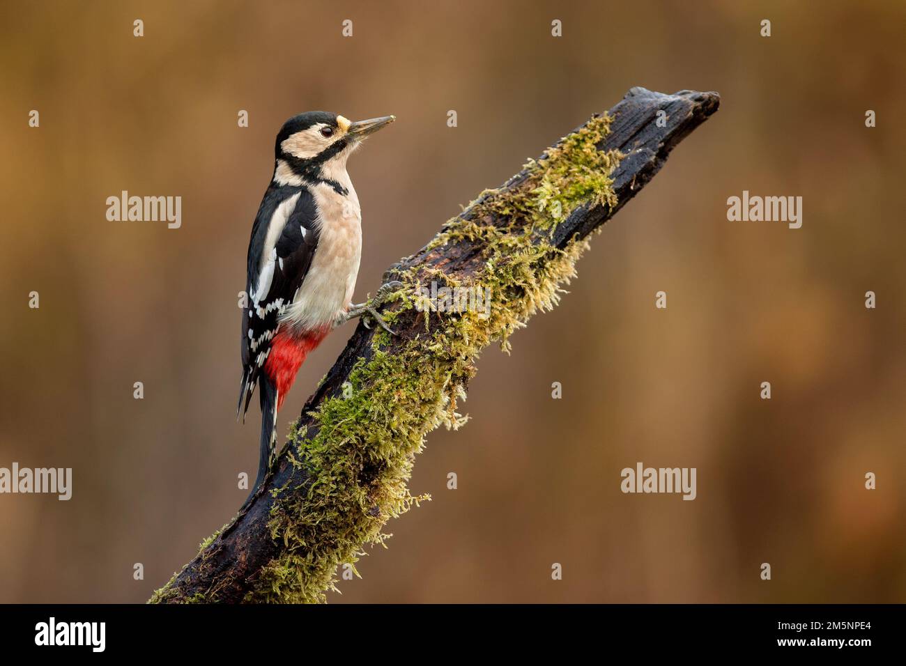Pic majeur, Dendrocopos major, montrant le plumage noir, blanc et rouge distinctif de cet oiseau des bois européen très répandu. Banque D'Images