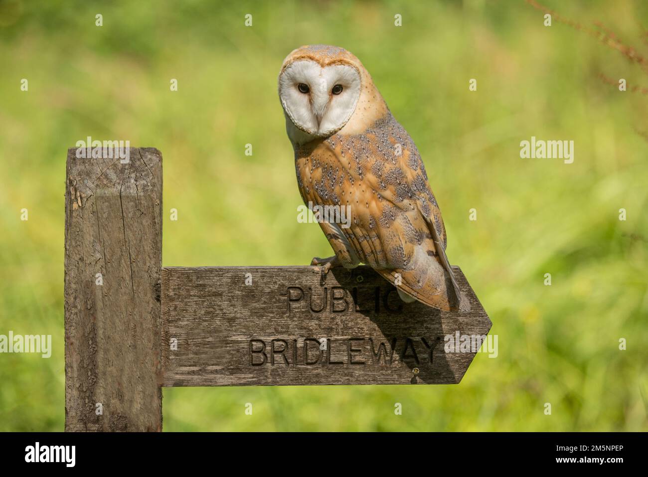 Hibou de la Grange européenne (Tyto Alba) en herbe longue avec beau rétroéclairage. Nuit nocturne chasse hibou blanc Banque D'Images