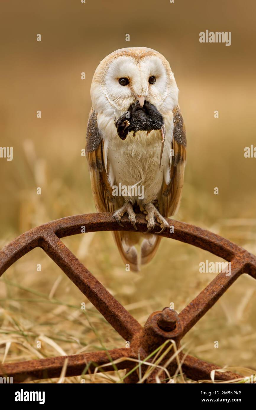 Hibou de la Grange européenne (Tyto Alba) en herbe longue avec beau rétroéclairage. Nuit nocturne chasse hibou blanc Banque D'Images