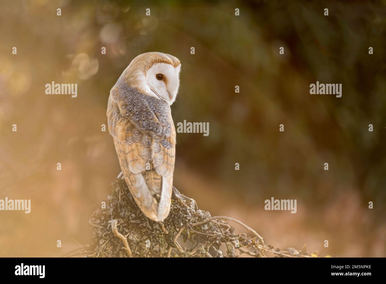 Hibou de la Grange européenne (Tyto Alba) en herbe longue avec beau rétroéclairage. Nuit nocturne chasse hibou blanc Banque D'Images