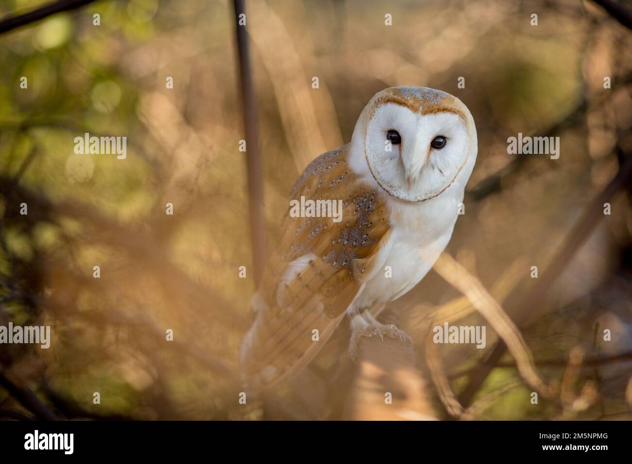 Hibou de la Grange européenne (Tyto Alba) en herbe longue avec beau rétroéclairage. Nuit nocturne chasse hibou blanc Banque D'Images