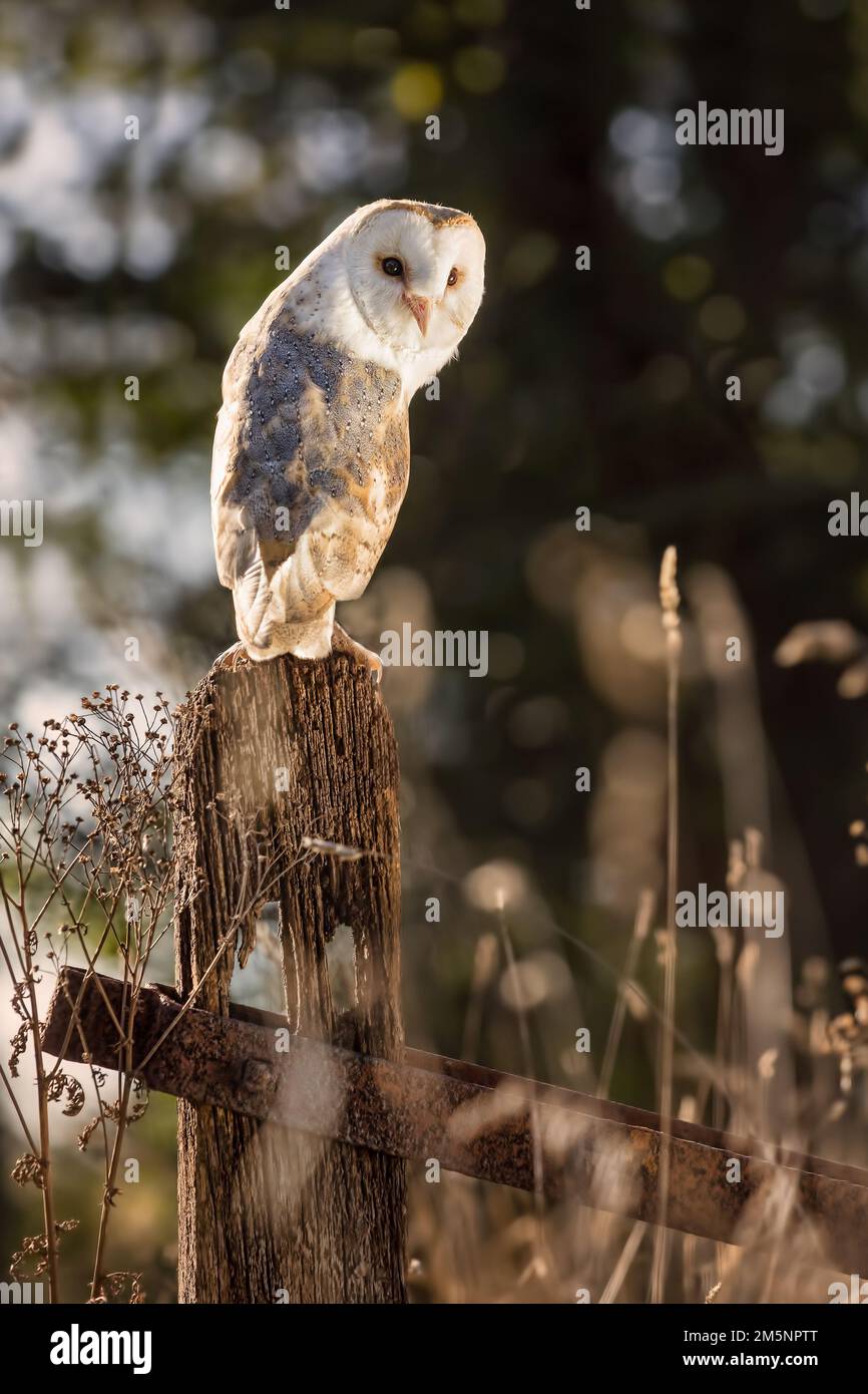 Hibou de la Grange européenne (Tyto Alba) en herbe longue avec beau rétroéclairage. Nuit nocturne chasse hibou blanc Banque D'Images