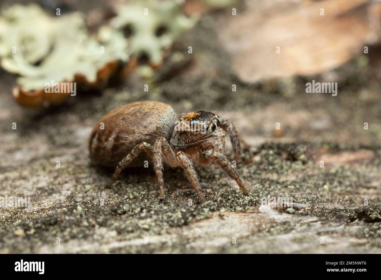 Araignée sauteuse, Evarcha falcata sur bois, photo macro Banque D'Images