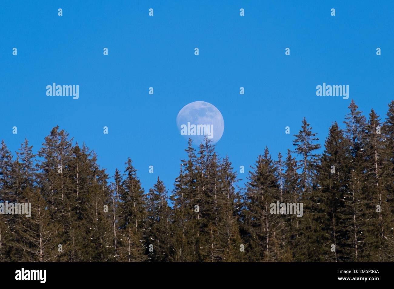 La lune au-dessus d'une forêt de pins lors d'une belle journée au ciel bleu. Banque D'Images