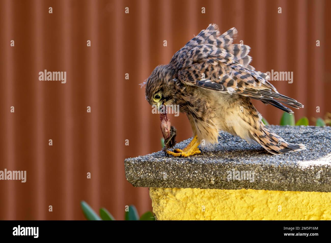 Kestrel commun (Falco tinnunculus), jeune oiseau qui devient airworthy