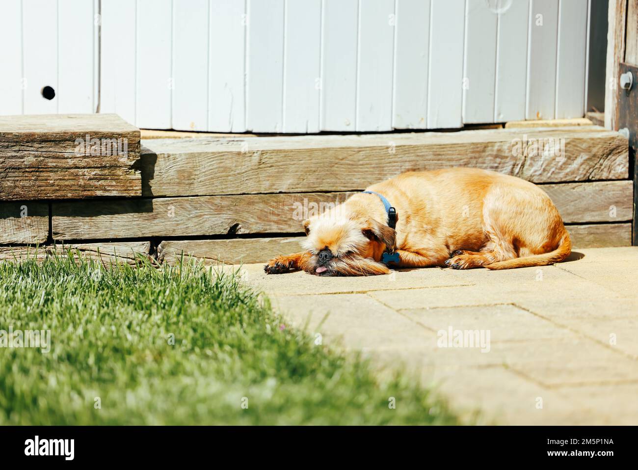 Belge Brussels Griffon chien dormant au soleil avec la langue dehors Banque D'Images