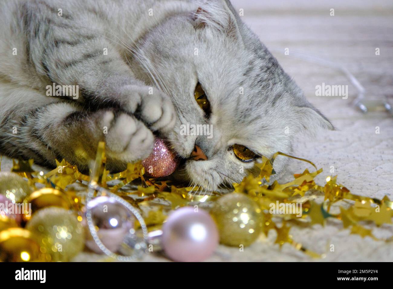 Chat écossais gris avec des yeux jaunes. Dormir sur une couverture avec des décorations de Noël. Concept pour le nouvel an, Noël, vacances confortables à la maison, vacances Banque D'Images