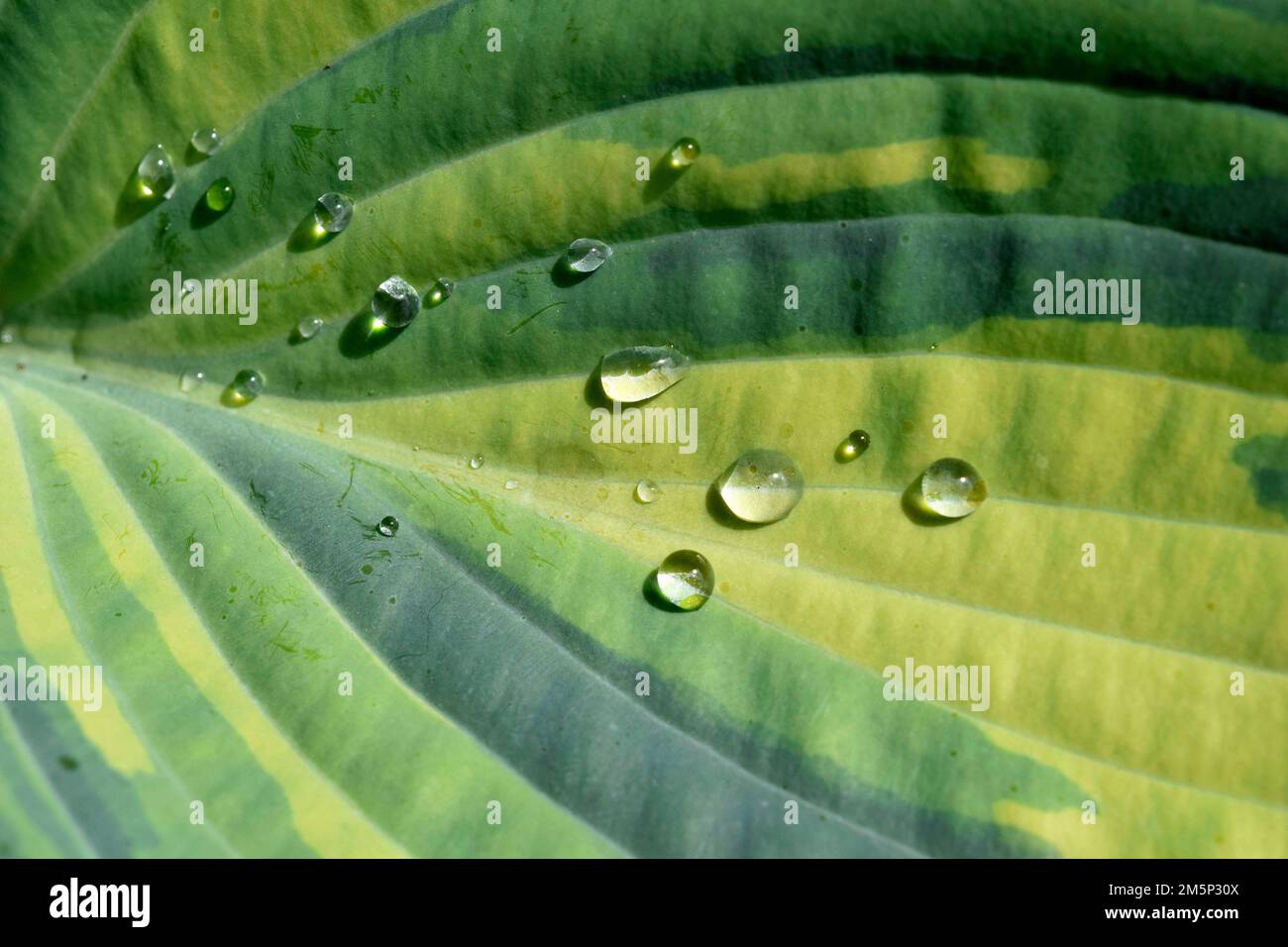 gouttes de pluie sur la feuille de hosta Banque D'Images