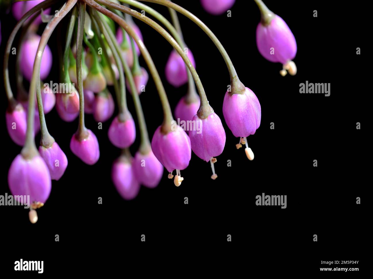 allium cernuum, ladys poireaux, fleurs violettes Banque D'Images