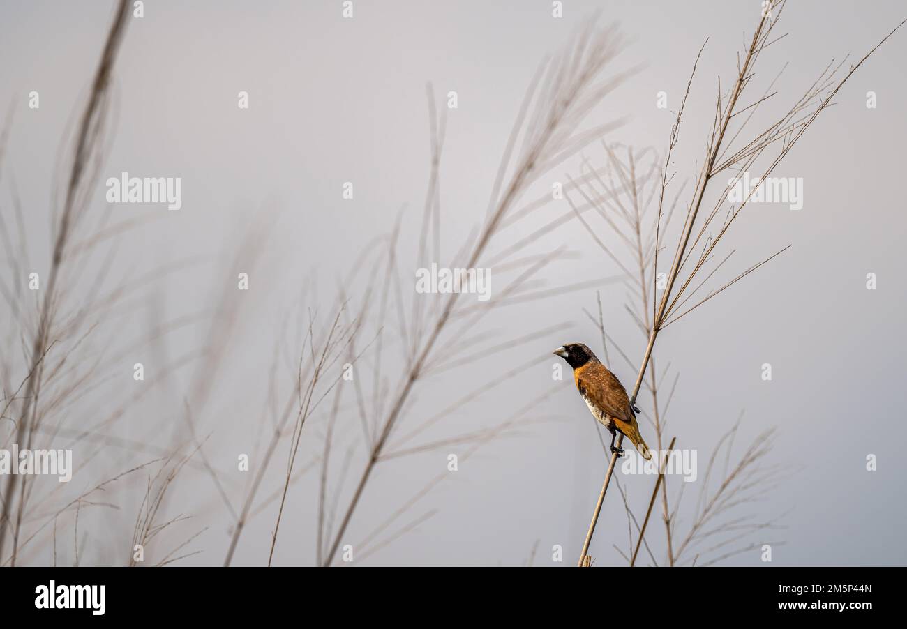 Un mannequin de Chestnut-Breasted perché sur une tête de semence d'herbe dans un champ ouvert à la réserve naturelle de Cattana Wetlands à Cairns, Queensland en Australie. Banque D'Images