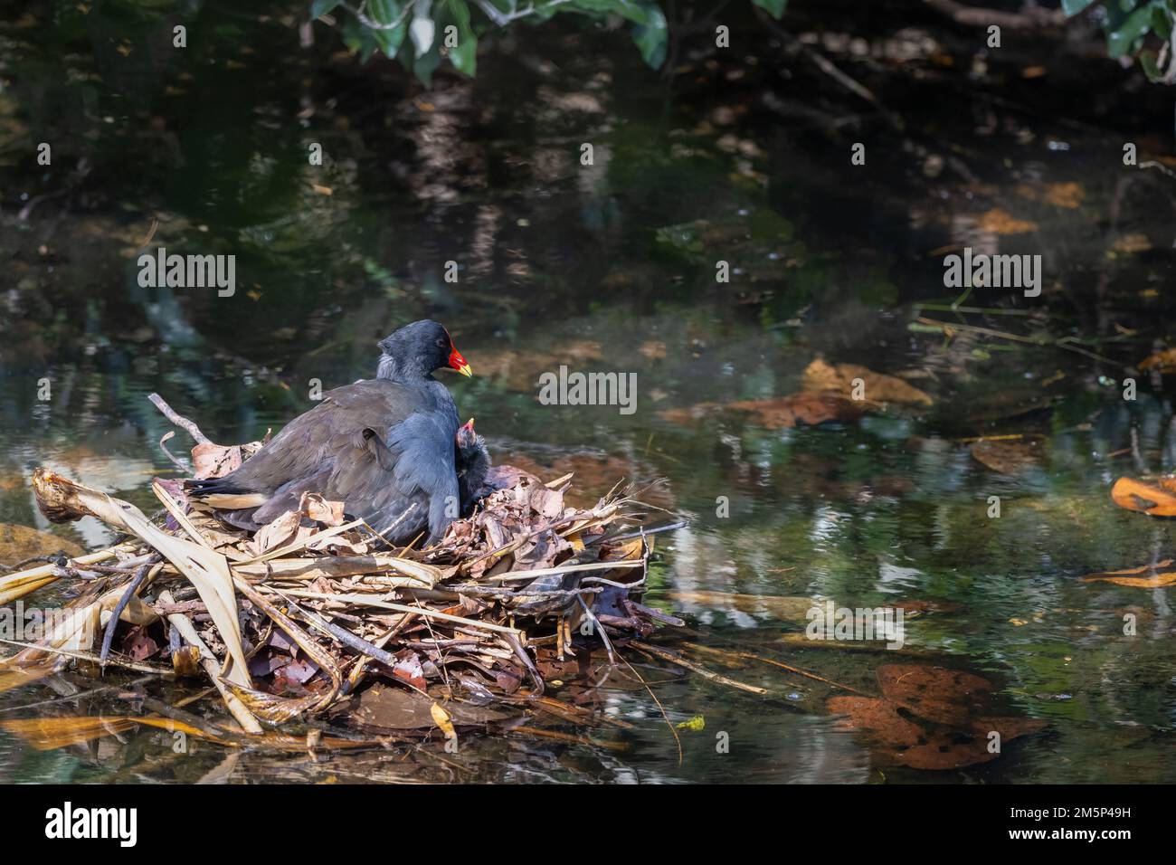 Une moorhen et un poussin adultes au crépuscule présentant des comportements de nidification dans le sanctuaire d'oiseaux et de nature de Macintosh Park à Surfers Paradise, Queensland, Australie. Banque D'Images