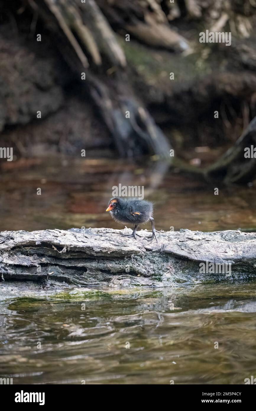 Un seul poussin de mordant douvy marche le long d'une bûche submergée dans le sanctuaire de la nature et des oiseaux de Macintosh Park à Surfers Paradise, Queensland, Australie. Banque D'Images
