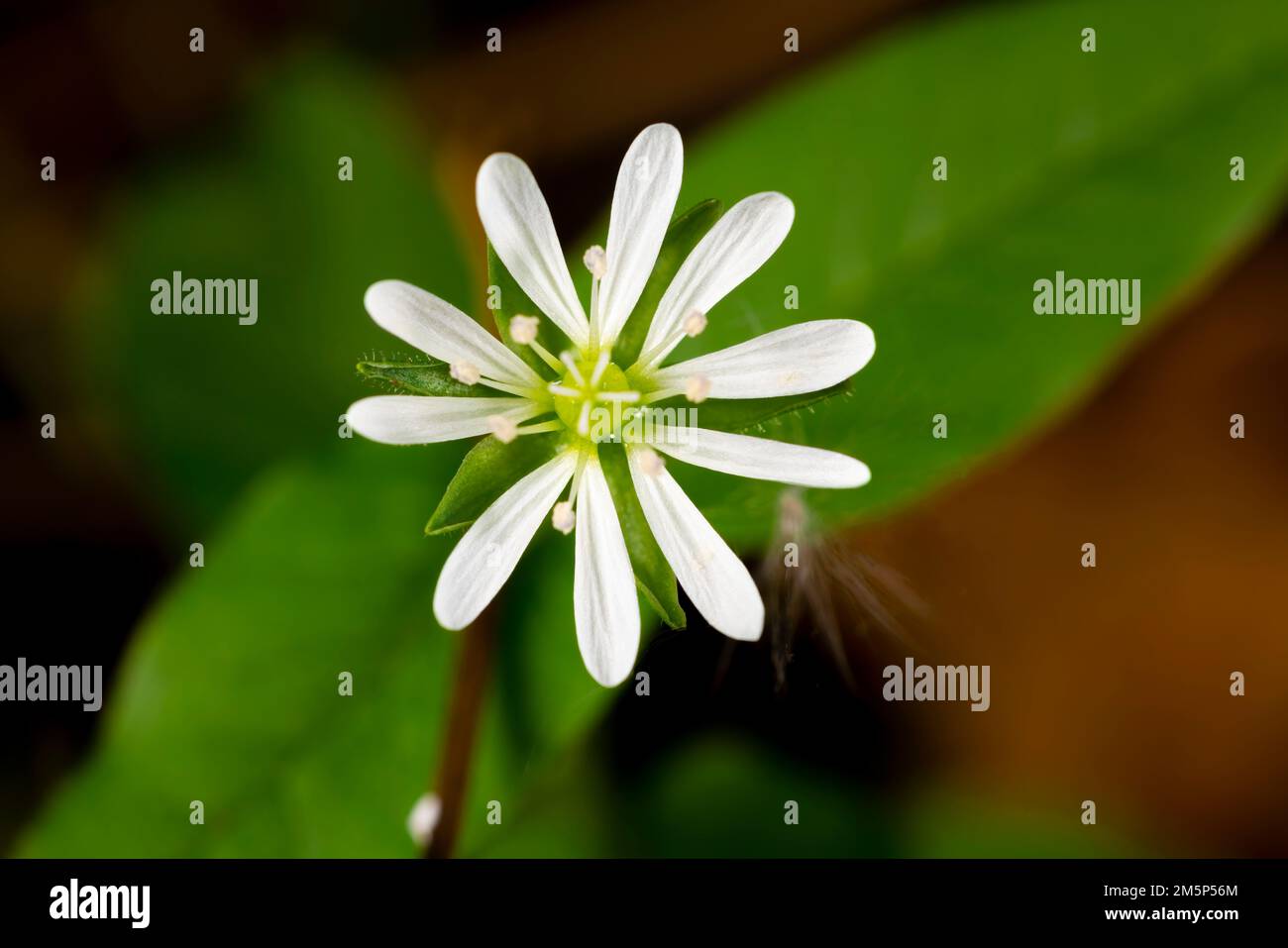 Photo macro d'une fleur de chiche blanche géante avec un arrière-plan flou. Fond vert et marron. Banque D'Images